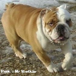 etalon - bulldog - anglais