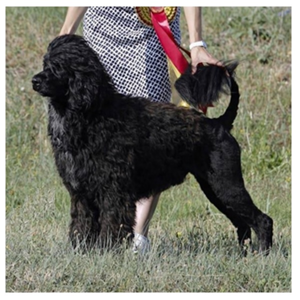 chien d’eau portugais : Multi CH Orteno