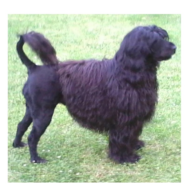 chien d’eau portugais : CH Fiona