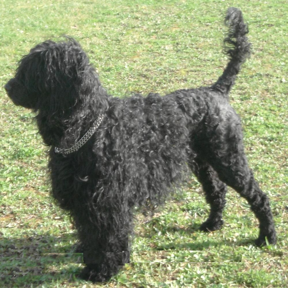 chien d’eau portugais : Gwendoline Da Luz Do Mar