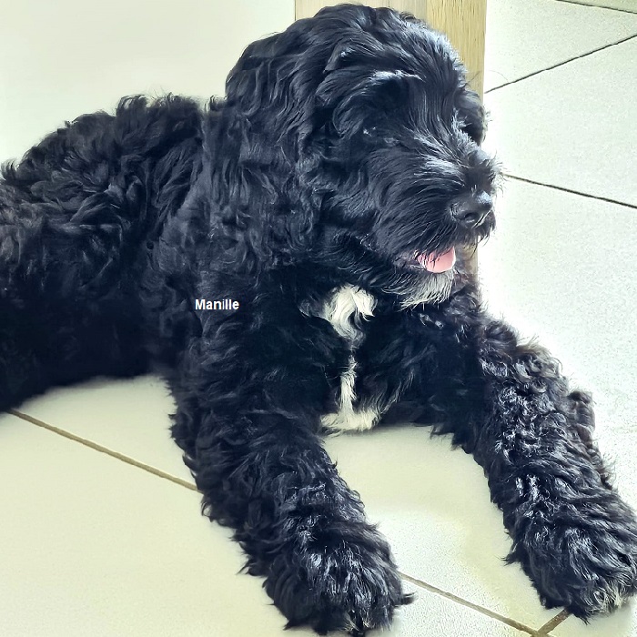 chiot chien d'eau portugais