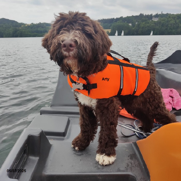 chiot chien d'eau portugais