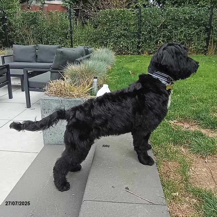 chiot chien d'eau portugais