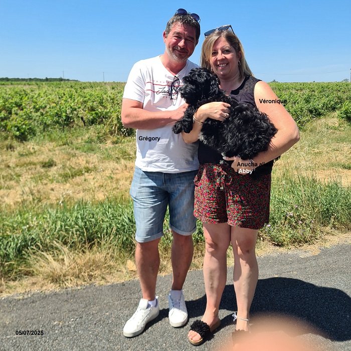 chiot chien d'eau portugais