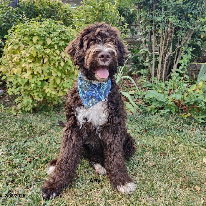 chiot chien d'eau portugais