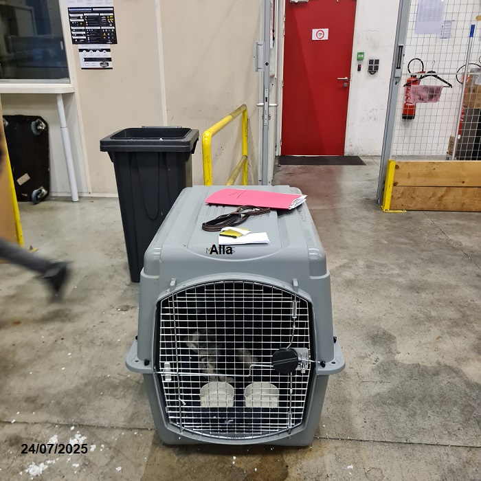 chiot chien d'eau portugais