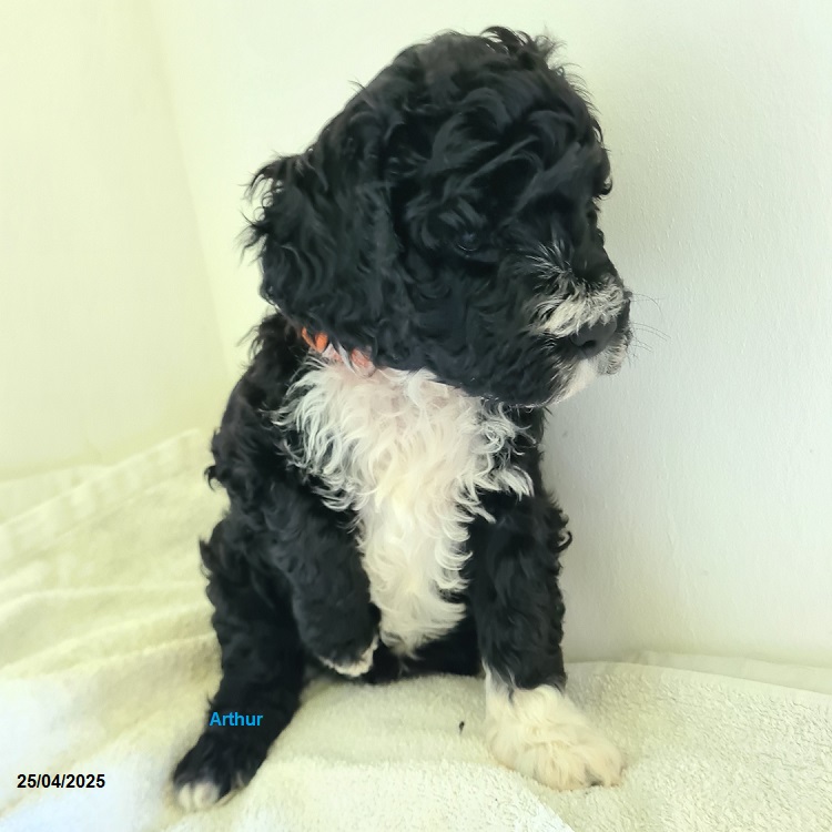 chiot chien d'eau portugais