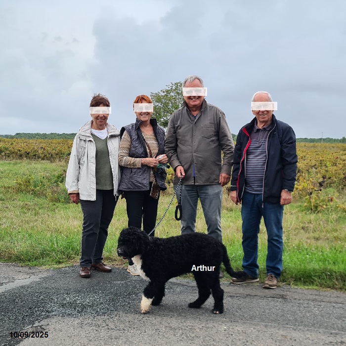 chiot chien d'eau portugais