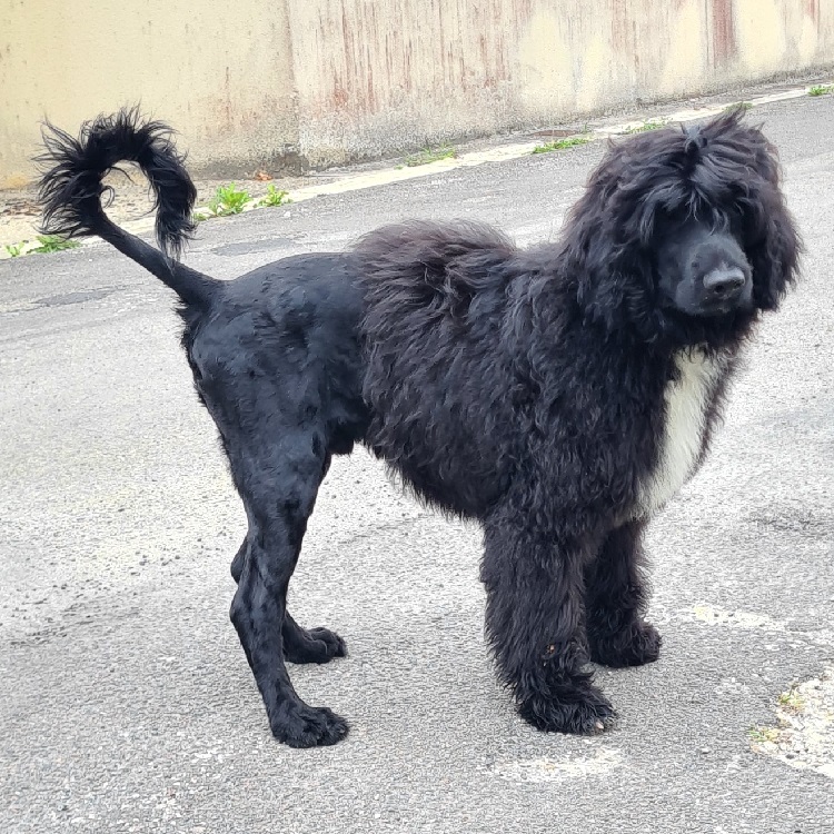 chiot chien d'eau portugais