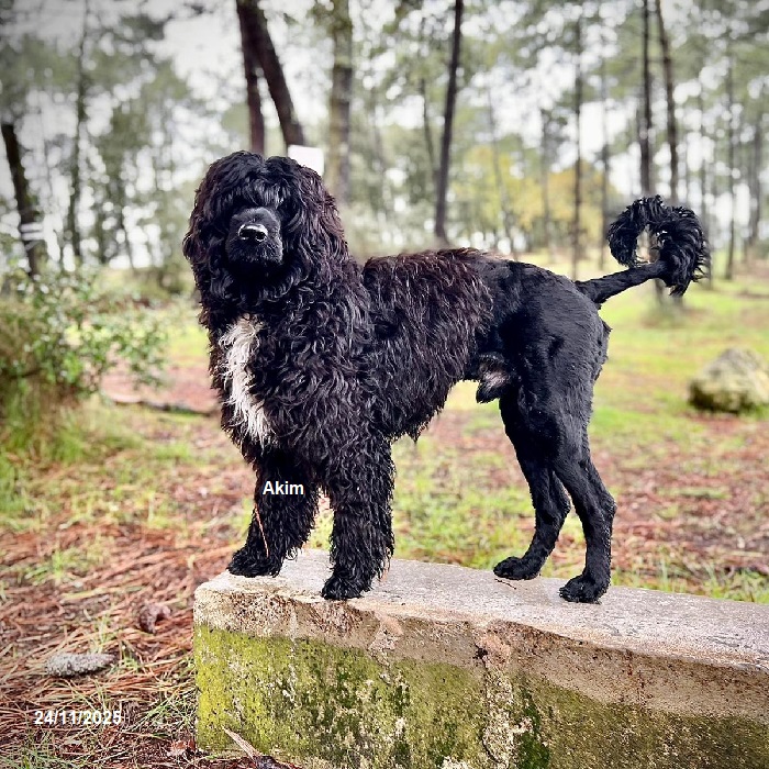 chiot chien d'eau portugais