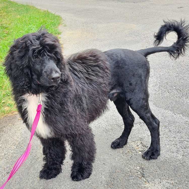 chiot chien d'eau portugais