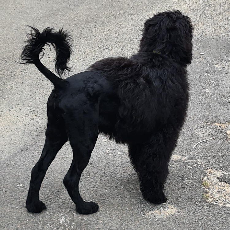 chiot chien d'eau portugais