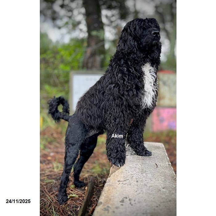 chiot chien d'eau portugais