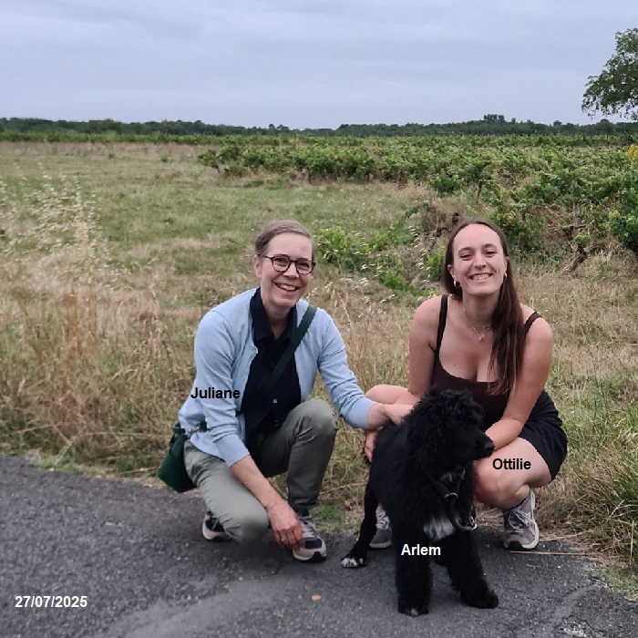 chiot chien d'eau portugais