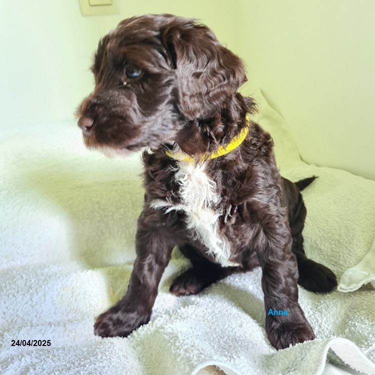 chiot chien d'eau portugais