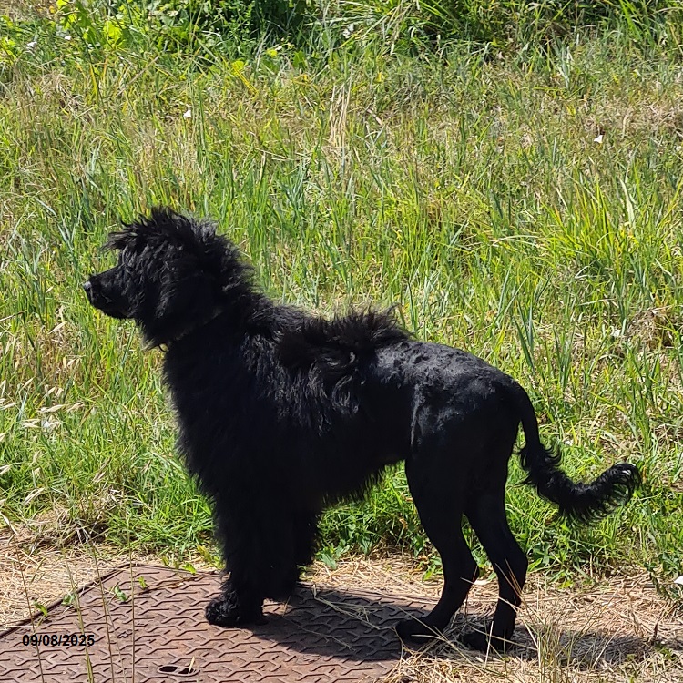 chiot chien d'eau portugais