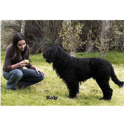 chien d’eau portugais : Koly