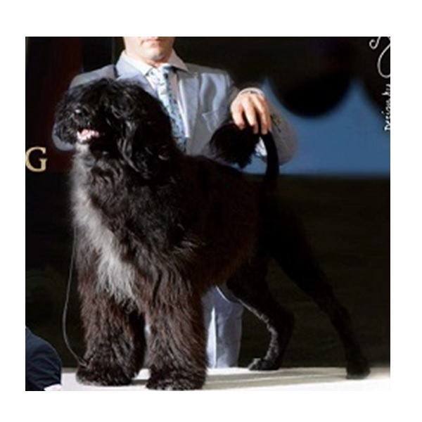 chien d’eau portugais : CH Mos