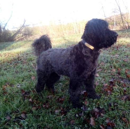 chien d’eau portugais : newton wizlo