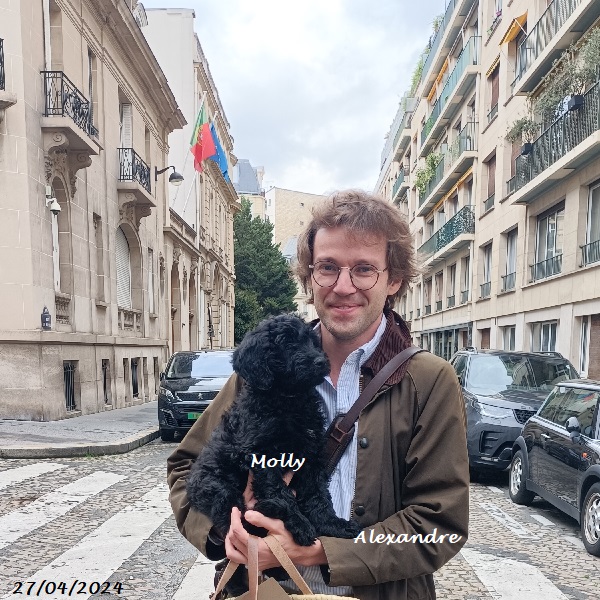 chiot chien d'eau portugais