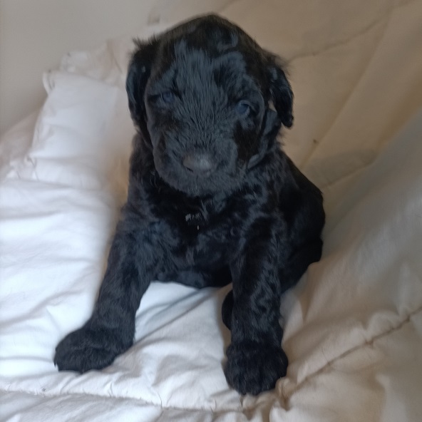 chiot chien d'eau portugais