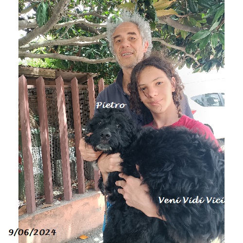 chiot chien d'eau portugais