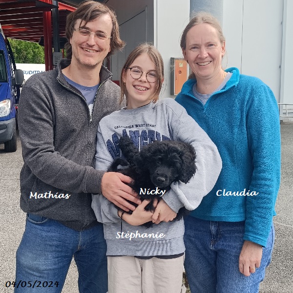 chiot chien d'eau portugais