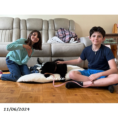 chiot chien d'eau portugais