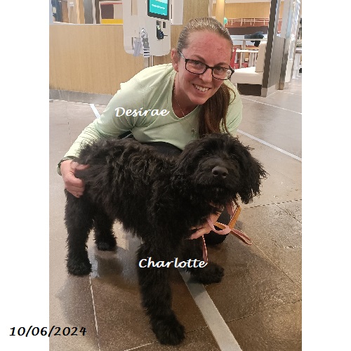 chiot chien d'eau portugais