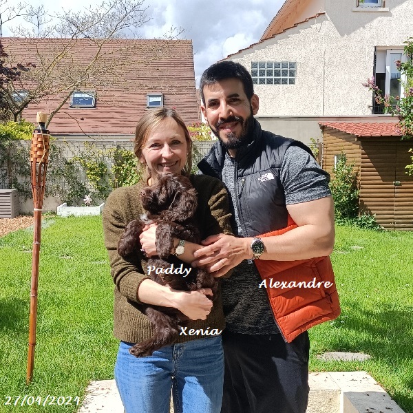 chiot chien d'eau portugais