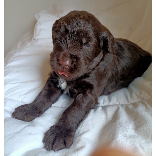 chiot chien d'eau portugais