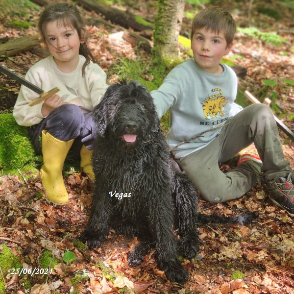 chiot chien d'eau portugais