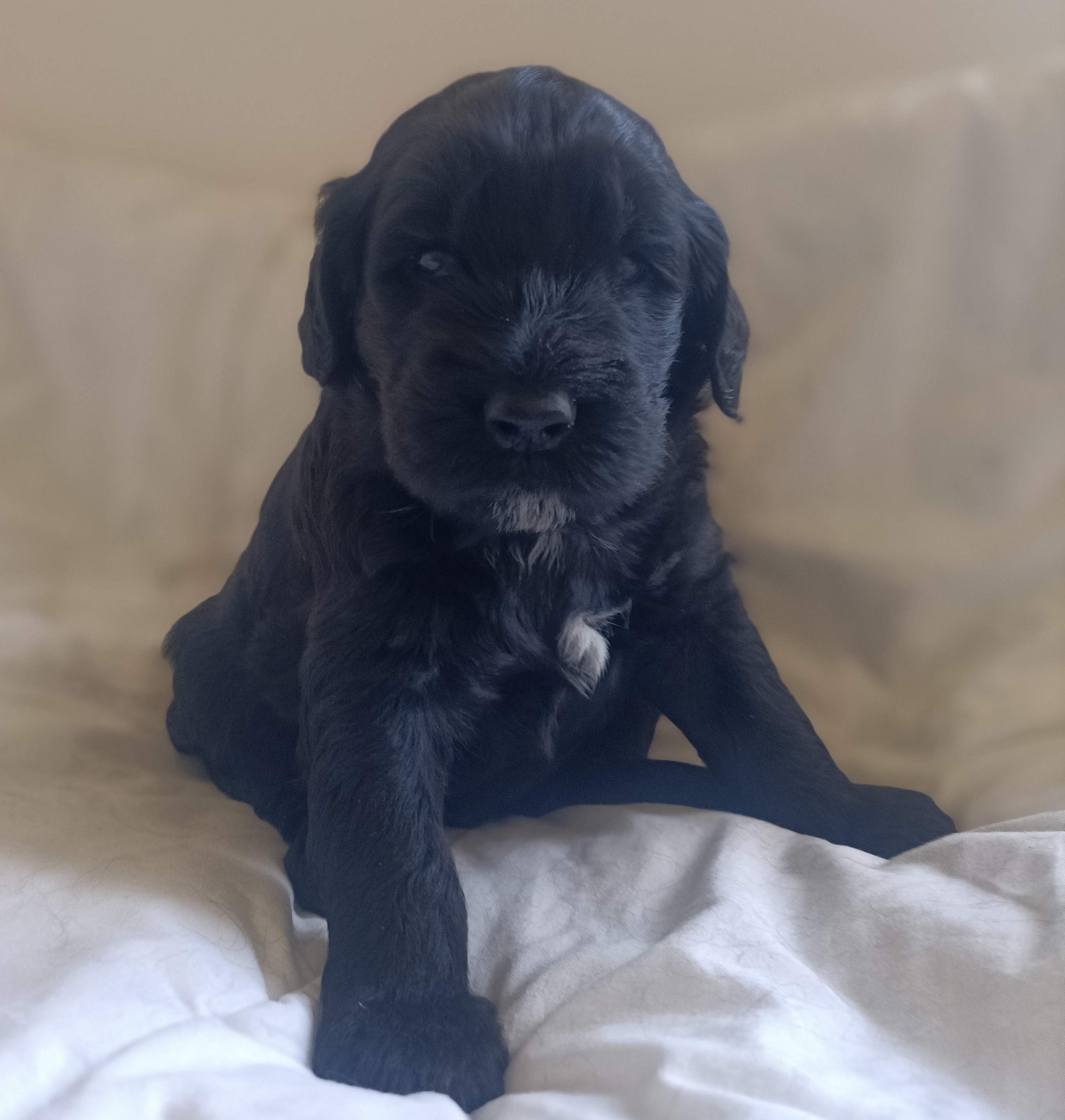 chiot chien d'eau portugais