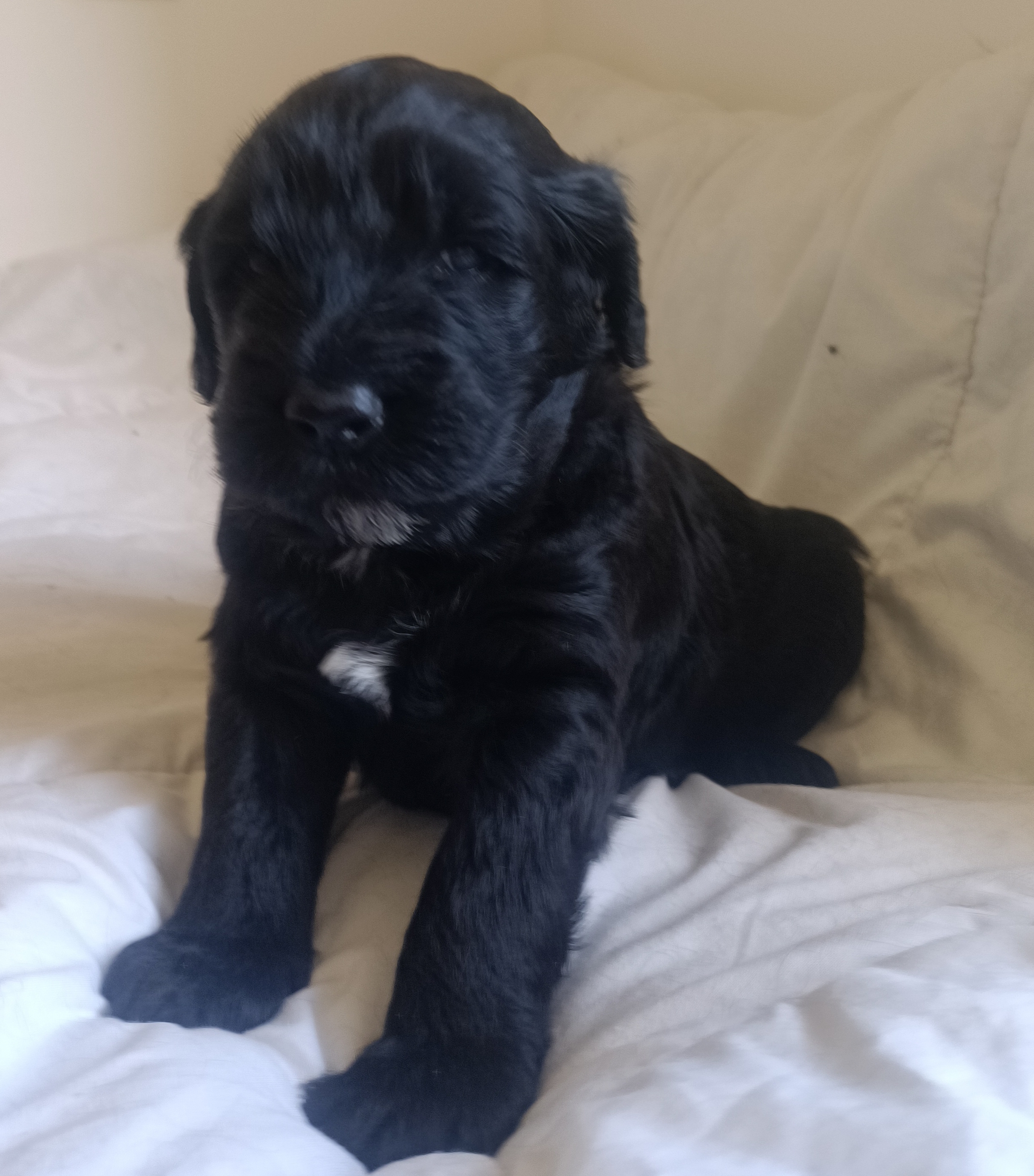 chiot chien d'eau portugais