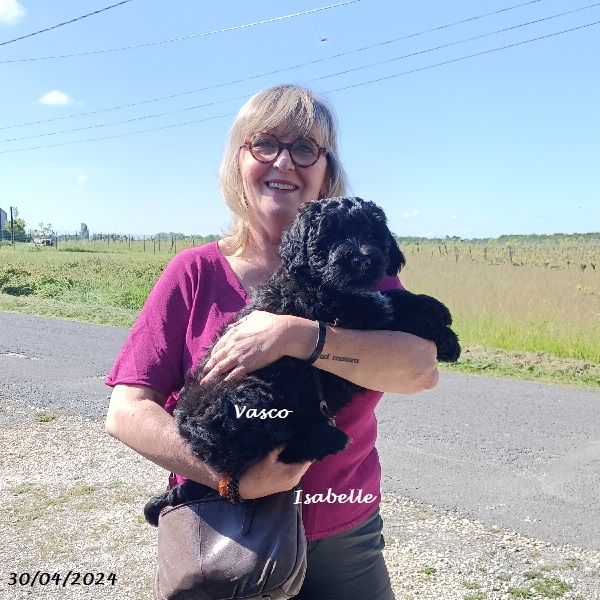 chiot chien d'eau portugais