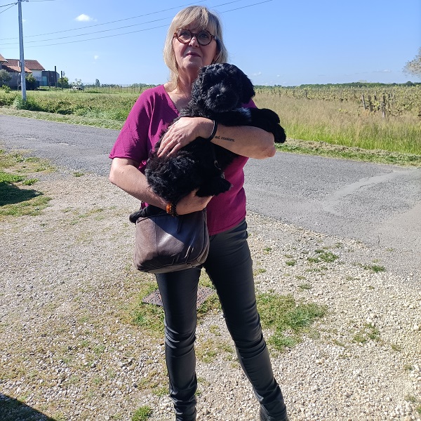 chiot chien d'eau portugais