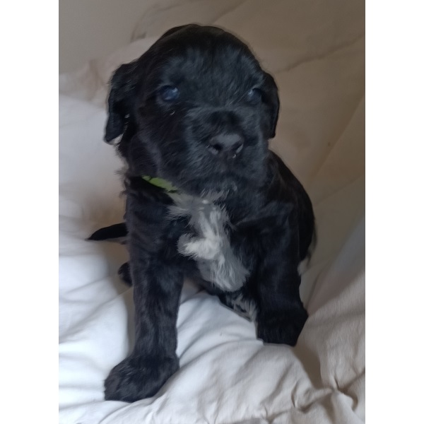 chiot chien d'eau portugais