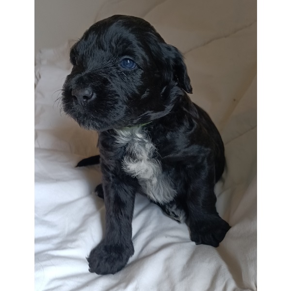 chiot chien d'eau portugais