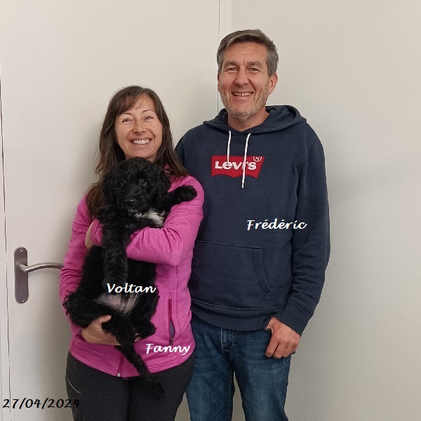 chiot chien d'eau portugais