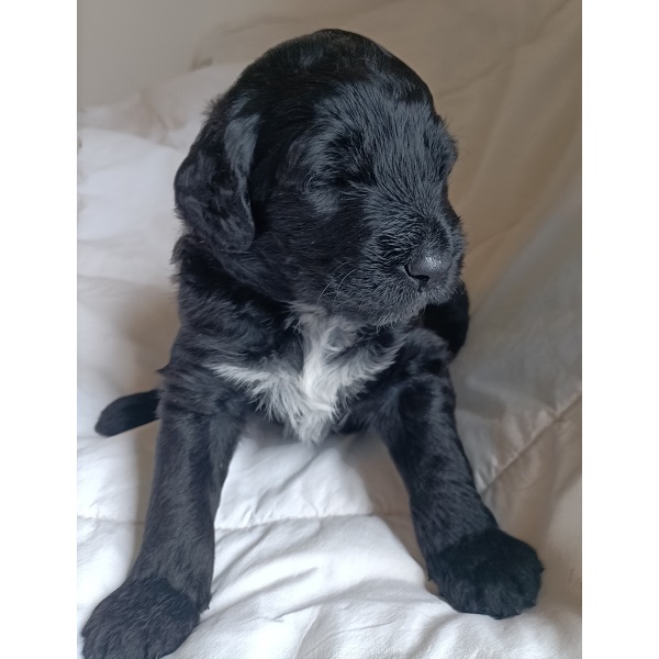 chiot chien d'eau portugais