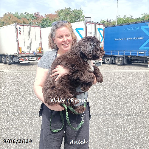 chiot chien d'eau portugais