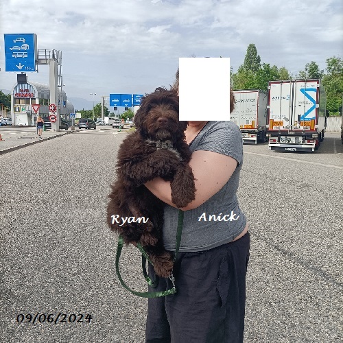 chiot chien d'eau portugais