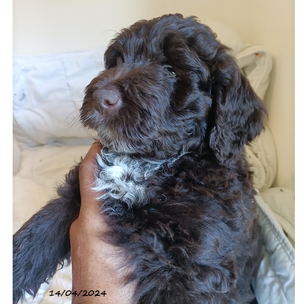 chiot chien d'eau portugais