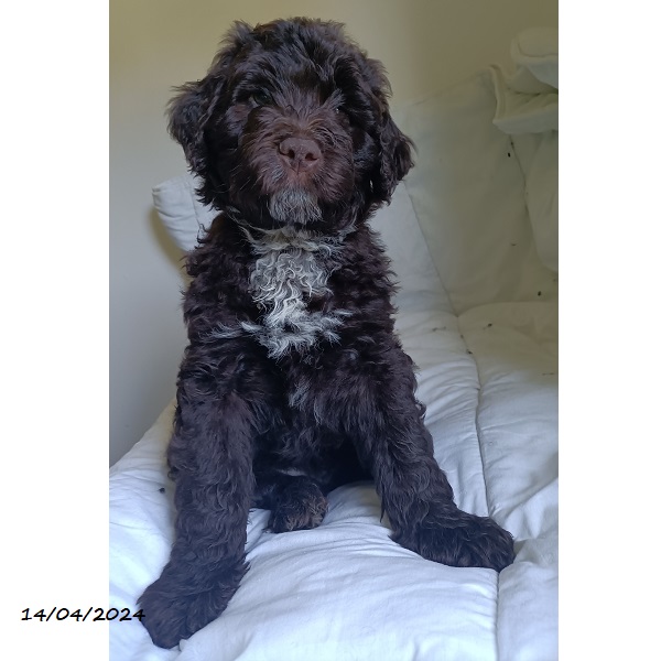 chiot chien d'eau portugais