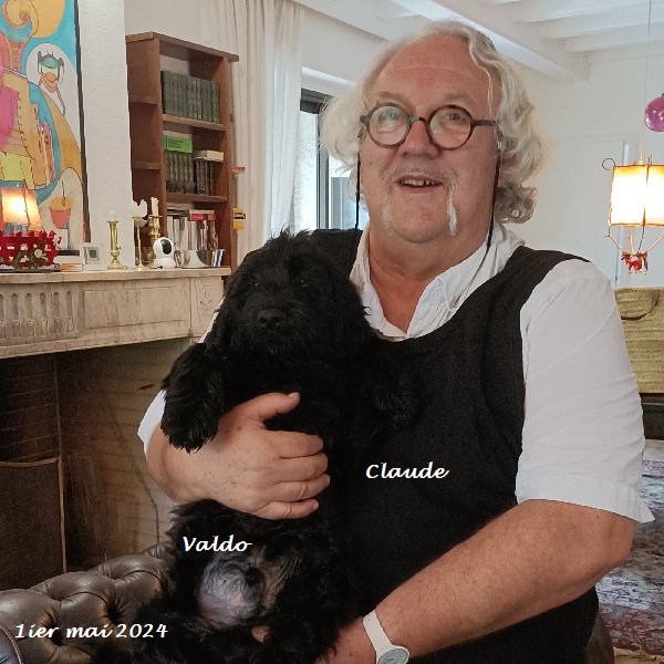 chiot chien d'eau portugais