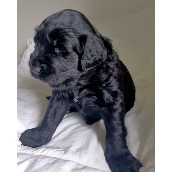 chiot chien d'eau portugais