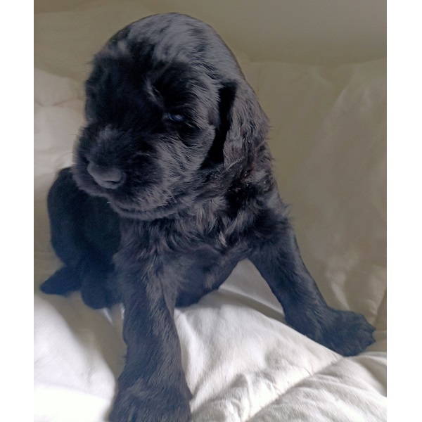 chiot chien d'eau portugais