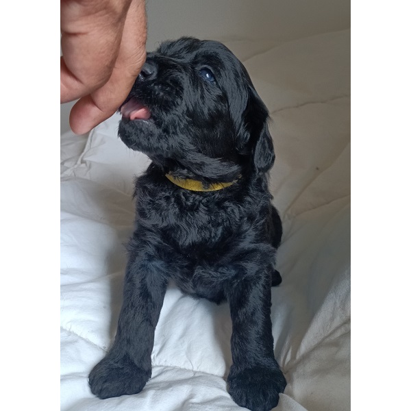 chiot chien d'eau portugais