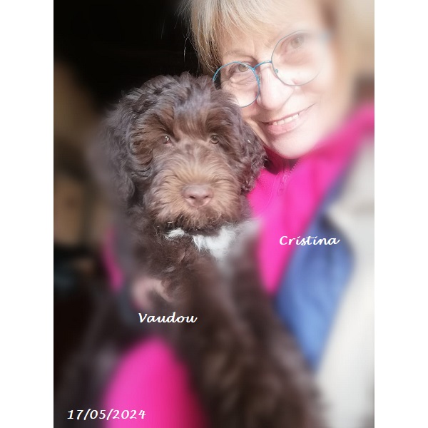 chiot chien d'eau portugais