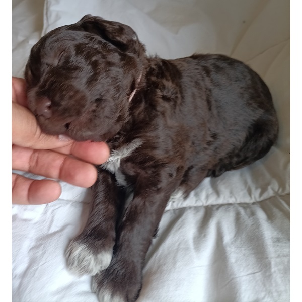 chiot chien d'eau portugais